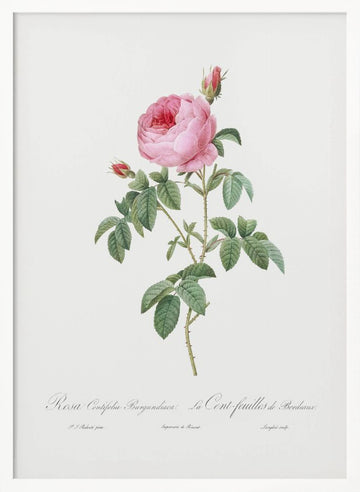 Burgundy Cabbage Rose, Les Roses (1817–1824) | Poster - White Frame Interior