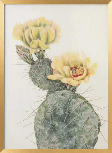 Missouri Prickly Pear From North American Wildflowers (1925) By Mary Vaux Walcott. | Poster - Gold Frame Interior