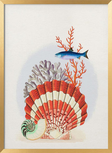 Scallop Shell Coral Fish | Poster - Gold Frame Interior