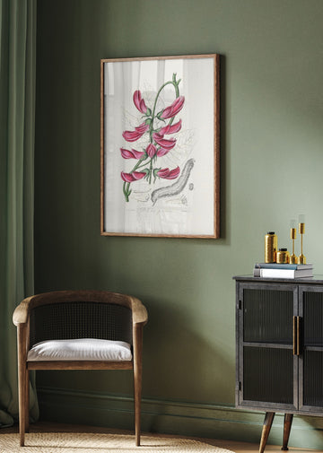 Mucuna Pruriens (dolichos Pruriens) Medical Botany | Poster - Room Interior 2