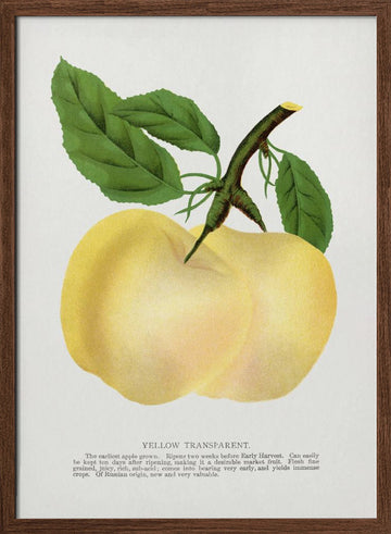 Yellow Transparent Apple Lithograph | Poster - Walnut Frame Interior