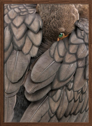 Feathered Green Eye | Poster - Walnut Frame Interior