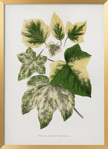 Green Leaf Illustration | Poster - Gold Frame Interior