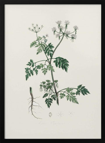 Poison Parsley (aethusa Cynapium) Medical Botany | Poster - Black Metal Frame Interior