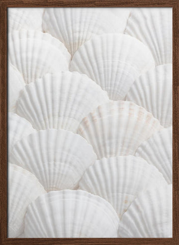 Pristine White Scallops | Poster - Walnut Frame Interior