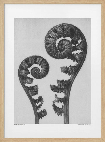 Aspidium Filix Mas | Poster - Wood Frame Interior