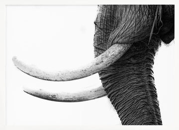 Wild Elephant Close Up | Poster - White Frame Interior