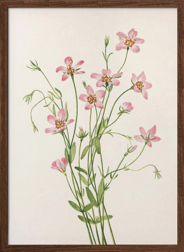 Saltmarsh Rose Gentian From North American Wildflowers (1925) By Mary Vaux Walcott. | Poster - Walnut Frame Interior