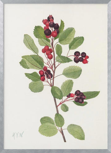 Saskatoon From North American Wildflowers (1925) By Mary Vaux Walcott | Poster - Silver Frame Interior