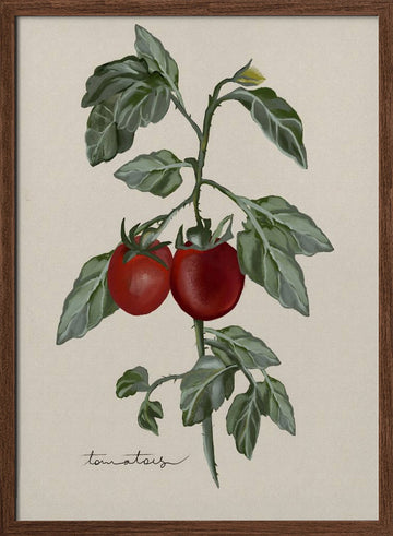Ripe Tomatoes On Vine | Poster - Walnut Frame Interior