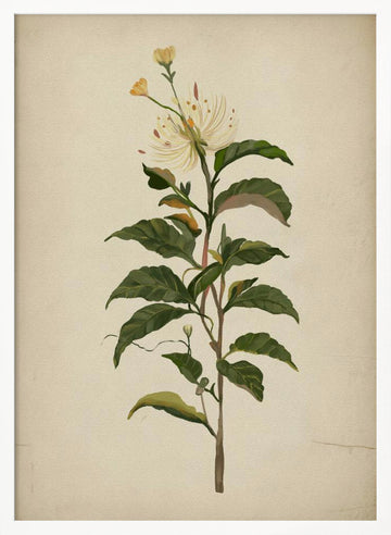 Elegant Botanical Bloom | Poster - White Frame Interior
