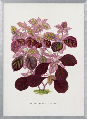 Pink Teleianthera Ficoidea Leaf Illustration | Poster - Silver Frame Interior