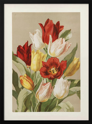 Tulips By Ellen Thayer Fisher | Poster - Black Metal Frame Interior