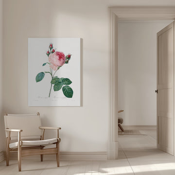 Rosier a Cent Feuilles, From Les Roses | Canvas - Room Interior 1