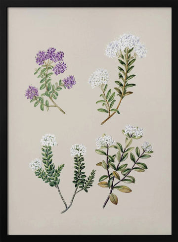 Veronica 4 Species Drawn By Sarah Featon (1848–1927) | Poster - Black Metal Frame Interior
