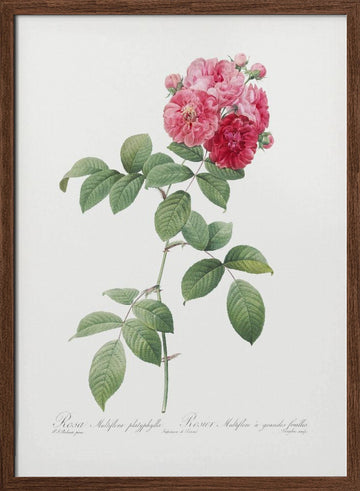 Seven Sisters Roses, Les Roses (1817–1824) | Poster - Walnut Frame Interior