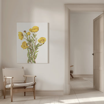 Bushpoppy From North American Wildflowers (1925) By Mary Vaux Walcott | Canvas - Room Interior 1