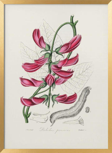 Mucuna Pruriens (dolichos Pruriens) Medical Botany | Poster - Gold Frame Interior