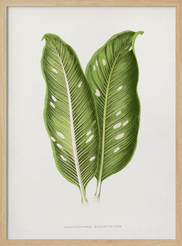 Green Dieffenbachia Baraquiniana Leaf Illustration | Poster - Wood Frame Interior