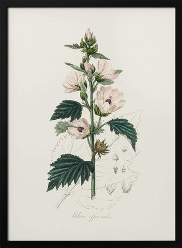 Common Marshmallow (althea Officinalis) Medical Botany | Poster - Black Metal Frame Interior