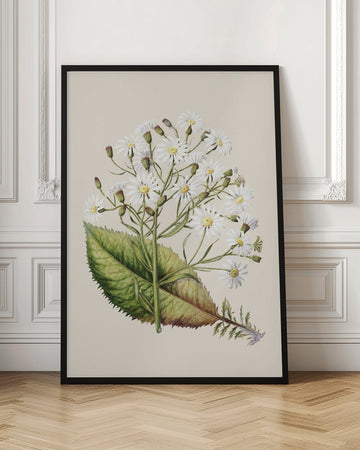 Senecio Hectori Drawn By Sarah Featon (1848–1927) | Poster - Room Interior 1