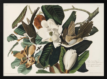 Black Billed Cuckoo From Birds of America (1827) | Poster - Black Metal Frame Interior