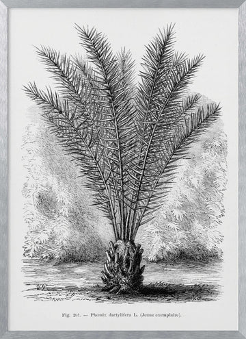 Vintage Palm Tree Drawing Xiii | Poster - Silver Frame Interior