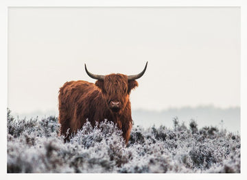 Highland Cow Winter Frost | Poster - White Frame Interior
