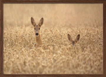 Curious Deer in Golden Wheat | Poster - Walnut Frame Interior