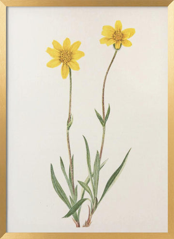 Woolly Arnica From North American Wildflowers (1925) By Mary Vaux Walcott | Poster - Gold Frame Interior