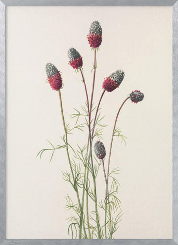 Purple Prairie Clover From North American Wildflowers (1925) By Mary Vaux Walcott | Poster - Silver Frame Interior