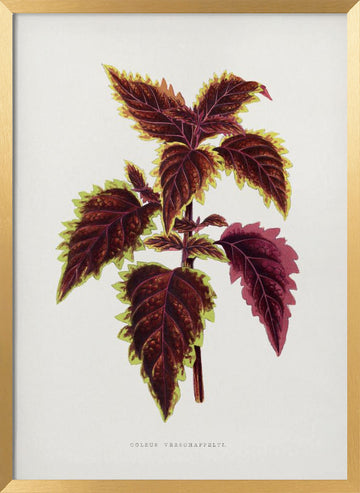 Pink Coleus Leaf Illustration | Poster - Gold Frame Interior