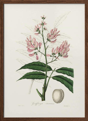 Geoffroya Inermis Medical Botany | Poster - Walnut Frame Interior