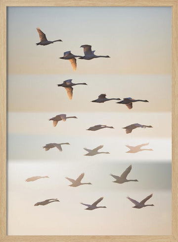 Swans in Golden Light | Poster - Wood Frame Interior