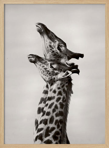 Two Giraffes Gaze | Poster - Wood Frame Interior