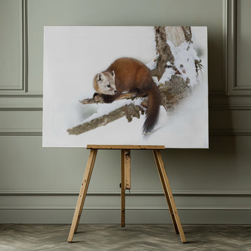 Marten on Snowy Branch | Canvas - Room Interior 1