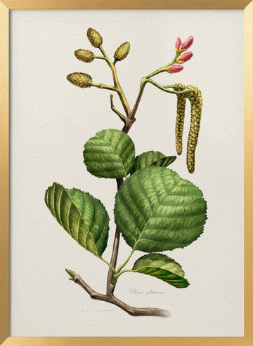 Alder Botanical Study | Poster - Gold Frame Interior