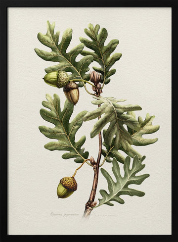 Pyrenean Oak Botanical Art | Poster - Black Metal Frame Interior