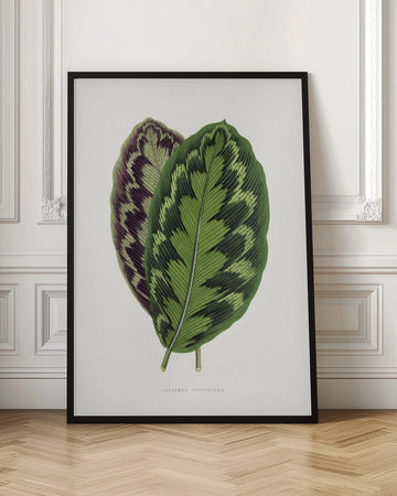 Calathea Veitchiana Leaf Illustration | Poster - Room Interior 1