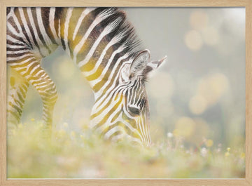 Peaceful Zebra Foal | Poster - Wood Frame Interior
