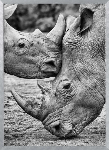 Rhino Tenderness | Poster - Silver Frame Interior