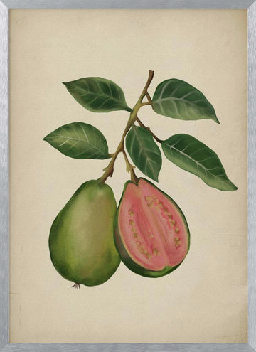 Fresh Guava Botanical | Poster - Silver Frame Interior
