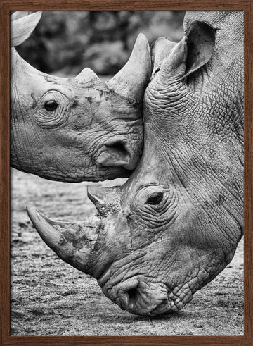 Rhino Tenderness | Poster - Walnut Frame Interior