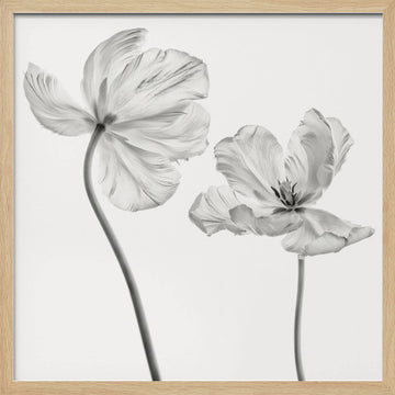Graceful Monochrome Tulips | Poster - Wood Frame Interior