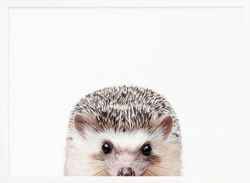 Peeking Hedgehog | Poster - White Frame Interior