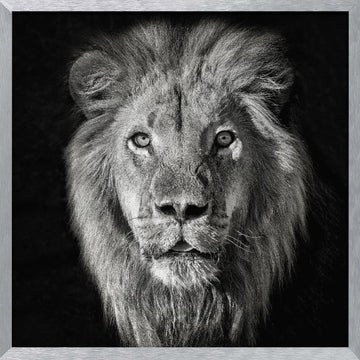 Regal Lion Portrait | Poster - Silver Frame Interior