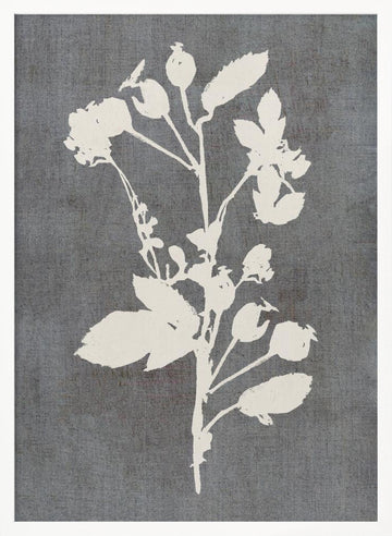 Botanical Rose Silhouette | Poster - White Frame Interior