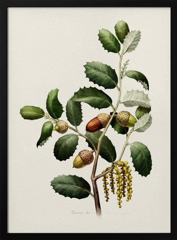 Oak Acorns Botanical | Poster - Black Metal Frame Interior