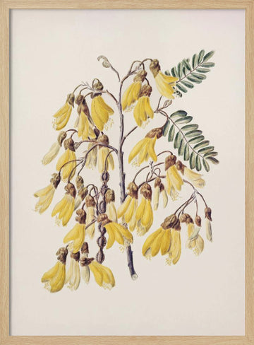 Kowhai Drawn By Sarah Featon (1848–1927) | Poster - Wood Frame Interior