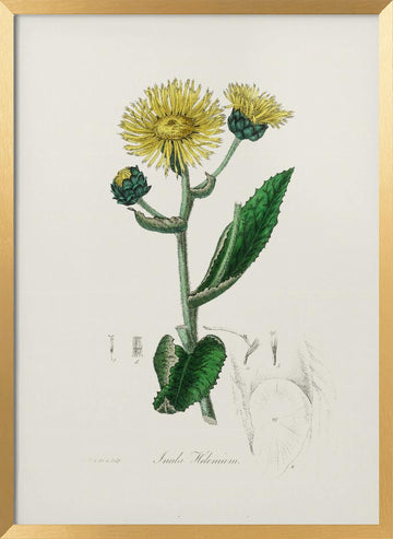 Elecampane (inula Helenium) Medical Botany | Poster - Gold Frame Interior